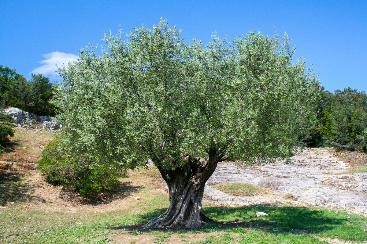 Tales of an olive tree