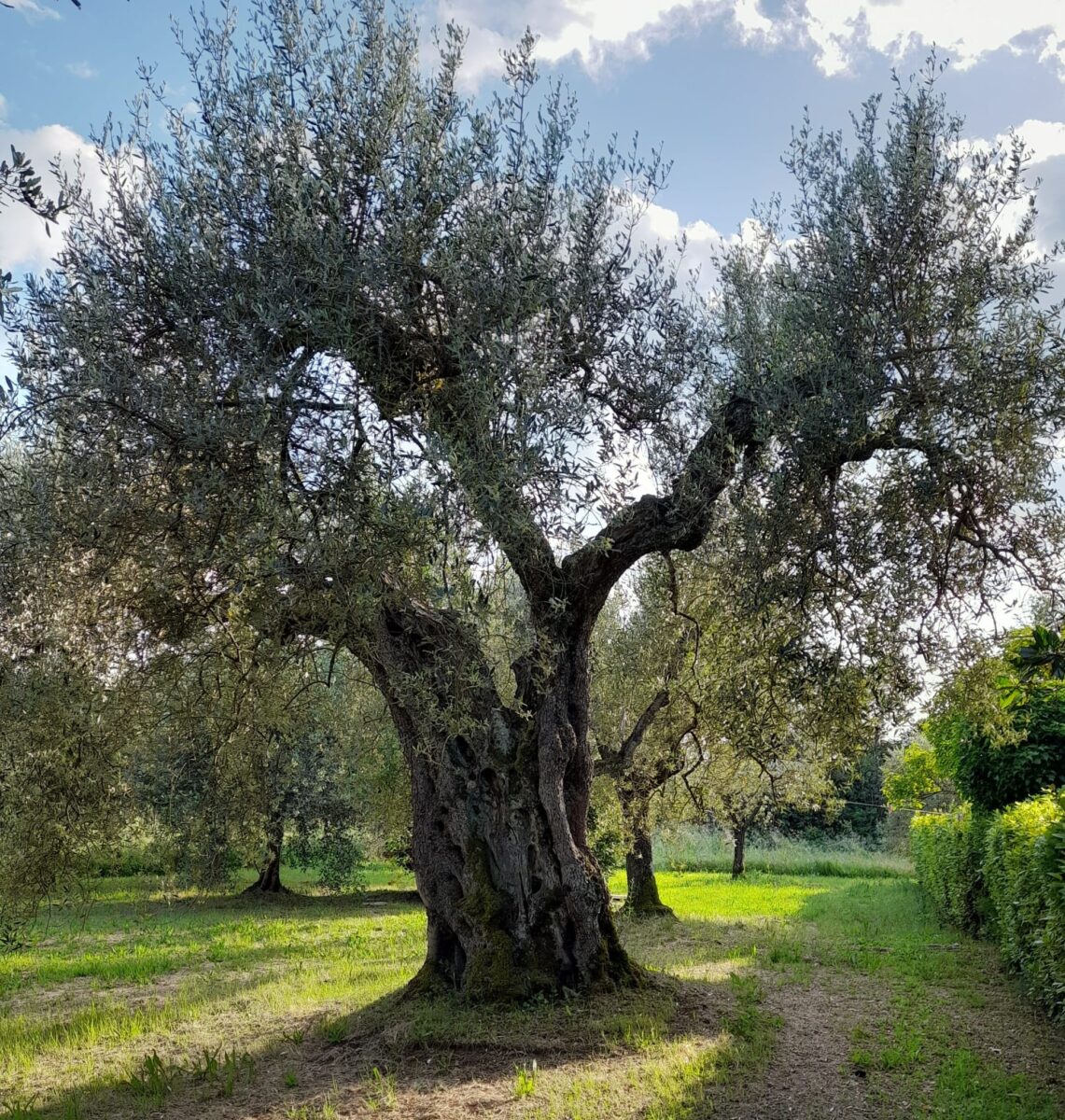 From under the olive tree