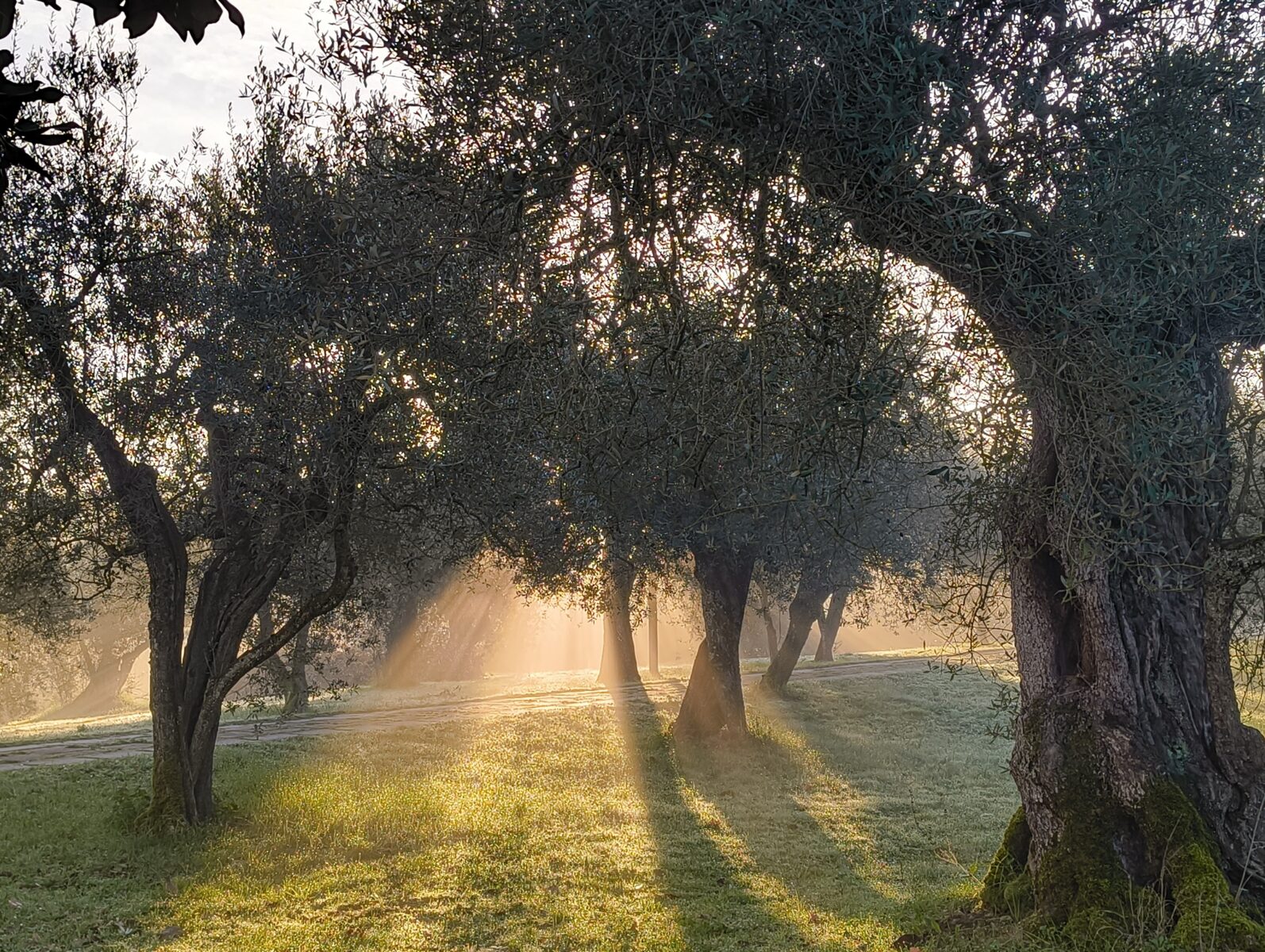 from under the olive tree