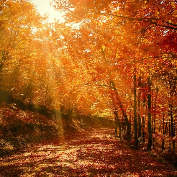 autumn in France autumn in France