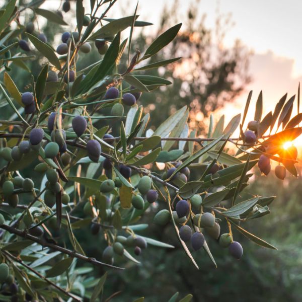 The olive harvest The olive harvest